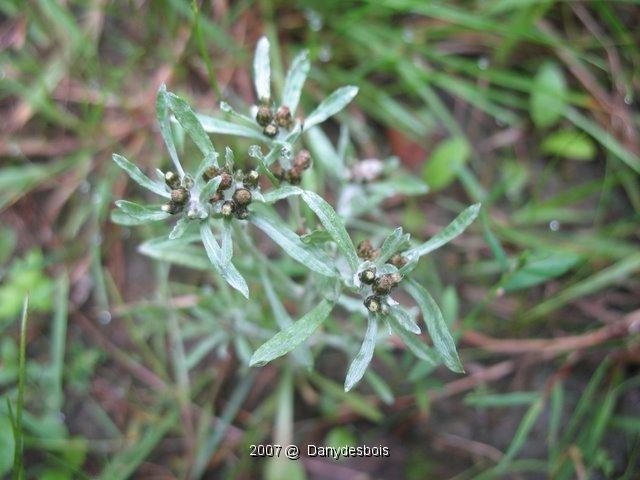 Gnafalium Uliginosum 1